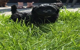 Shihpoo honden te koop: Shihpoo pups - Afbeelding 3
