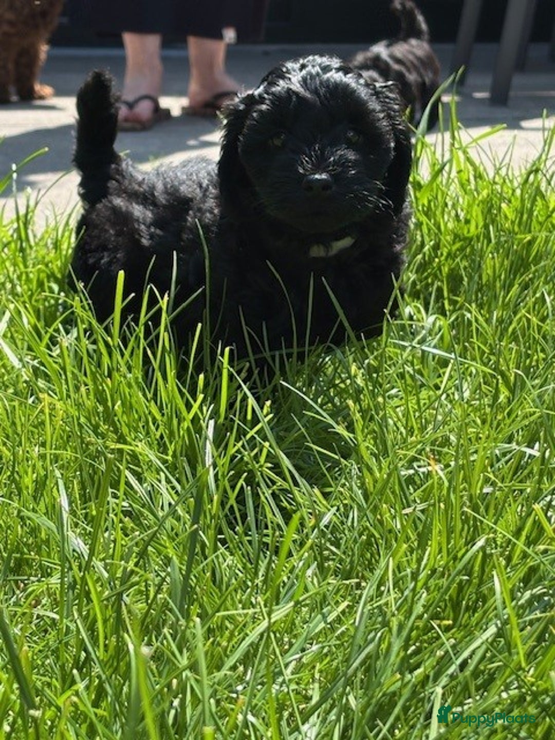 Shihpoo honden te koop: Shihpoo pups - Afbeelding 3