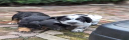 Engelse Cocker Spaniel honden te koop: Workingcocker spaniel pups te koop - Advertentie 10