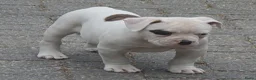 Amerikaanse Bulldog honden te koop: 2 prachtige reutjes uit mooie combinatie - Advertentie 9