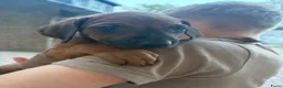 Rhodesian Ridgeback honden te koop: Rhodesian Ridgeback pups (nog 4 teefjes) - Advertentie 3