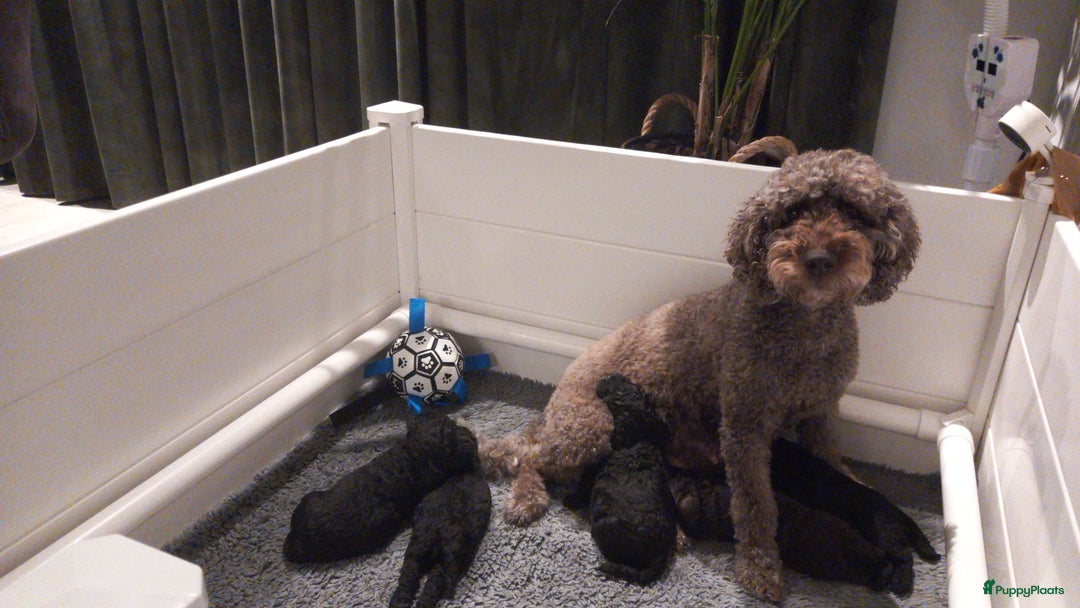 Labradoodle honden te koop: Prachtige F7 curly medium-mini Labradoodle pup  - Advertentie 7