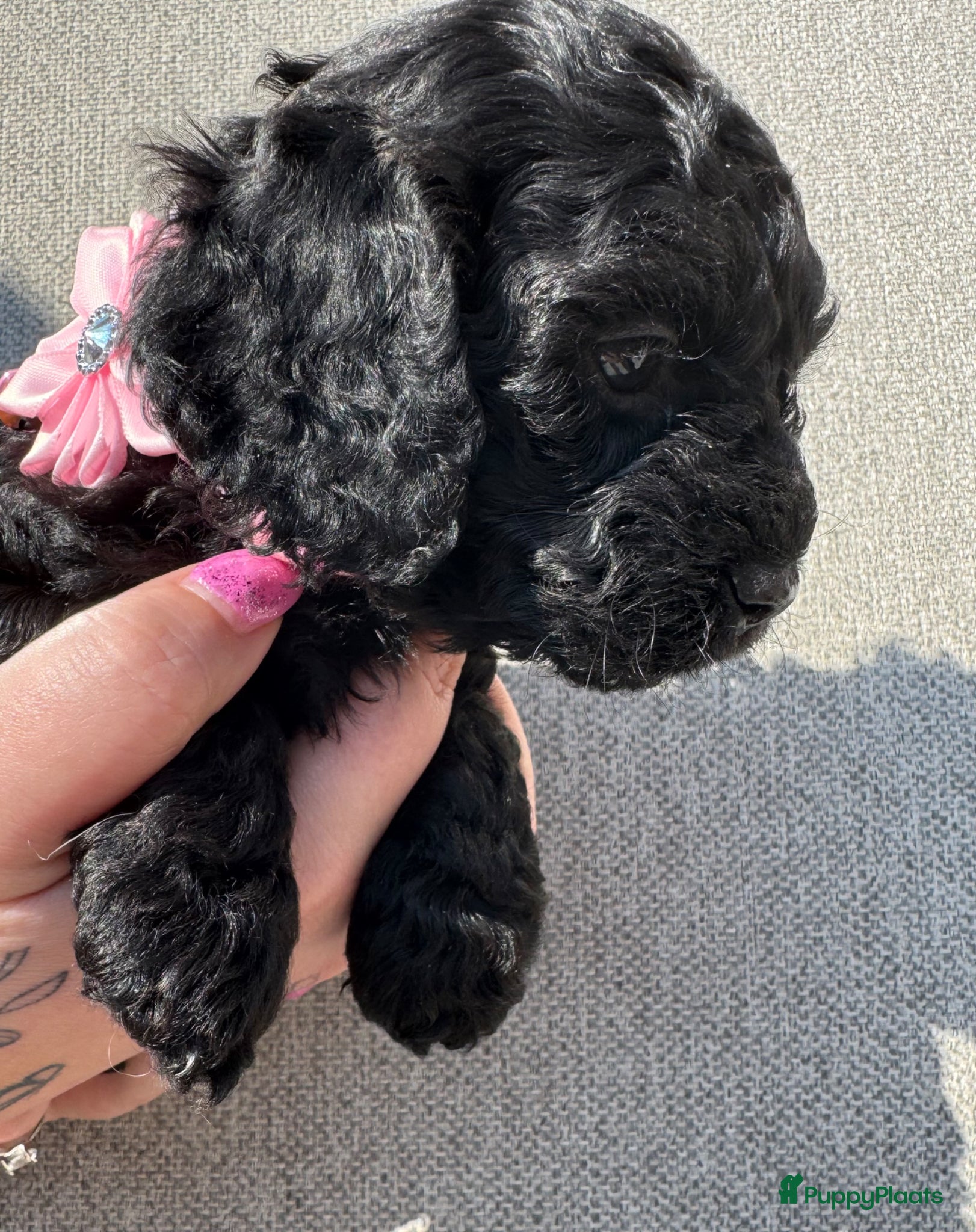 Maltipoo honden Geweldige MaltiPoo’s 🥰 Choco/Zwart - Advertentie 1