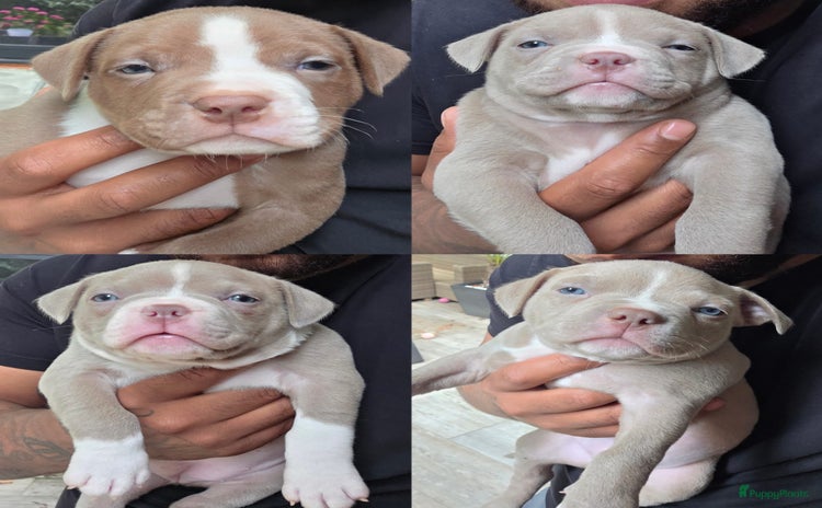 Amerikaanse Bully honden - Advertentie 4