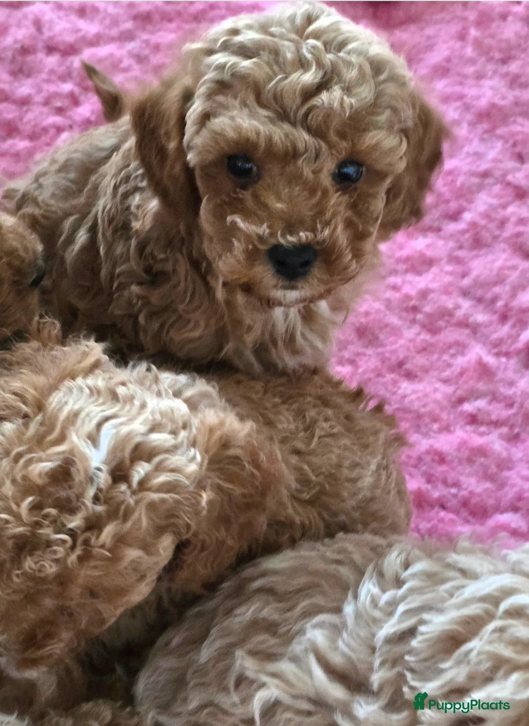 Maltipoo honden te koop: Mooie Maltipoo / toy poedel pup pups - Advertentie 5