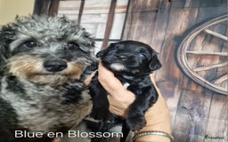 Australian Labradoodle honden te koop: Australian labradoodle Backcross micro/mini - Afbeelding 17