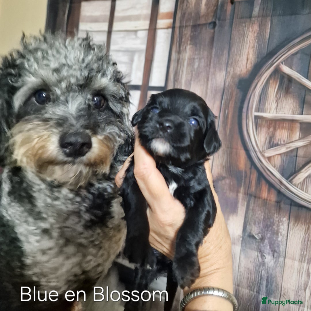 Australian Labradoodle honden te koop: Australian labradoodle Backcross micro/mini - Afbeelding 17