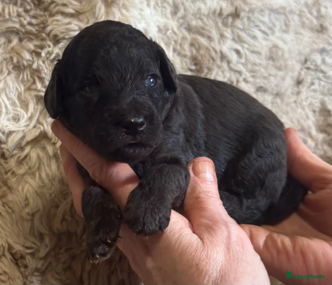Australian Labradoodle honden te koop: Te koop mini Australian LAbradoodles - Advertentie 10