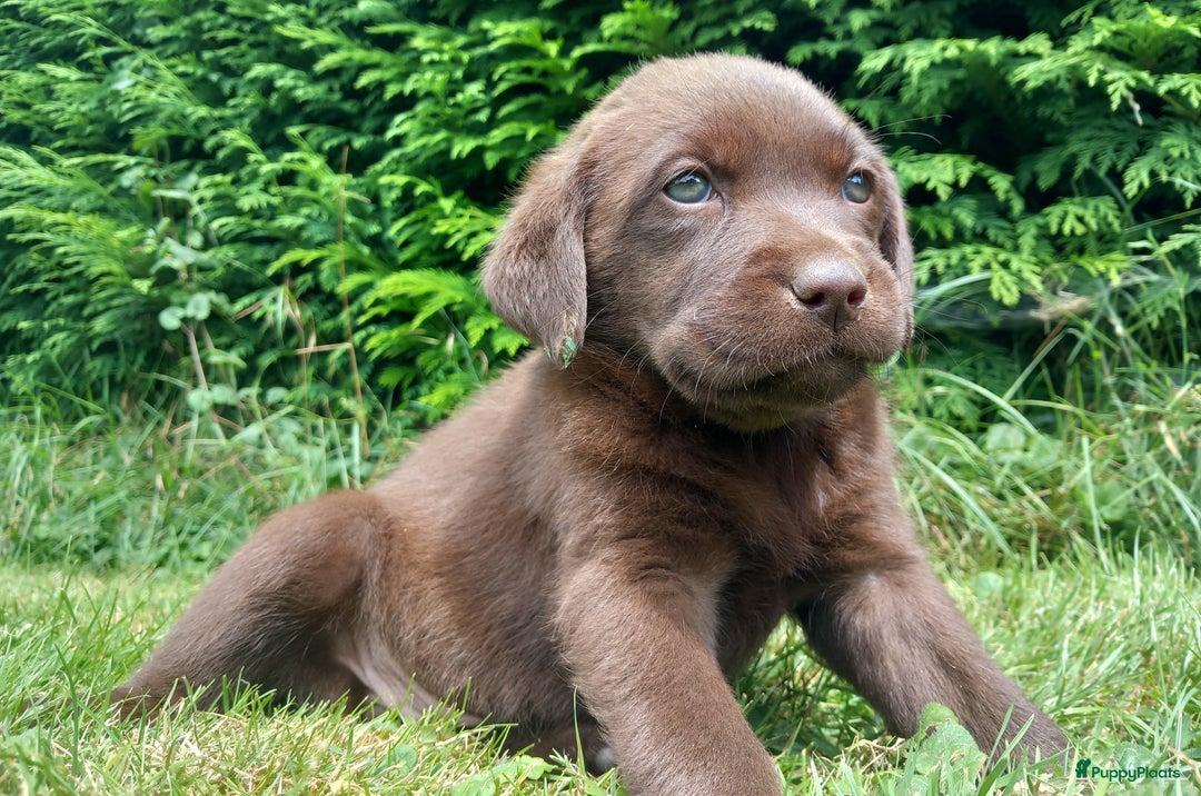 Labrador Retriever honden te koop: Chocolade labrador pups in Maastricht - Afbeelding 4