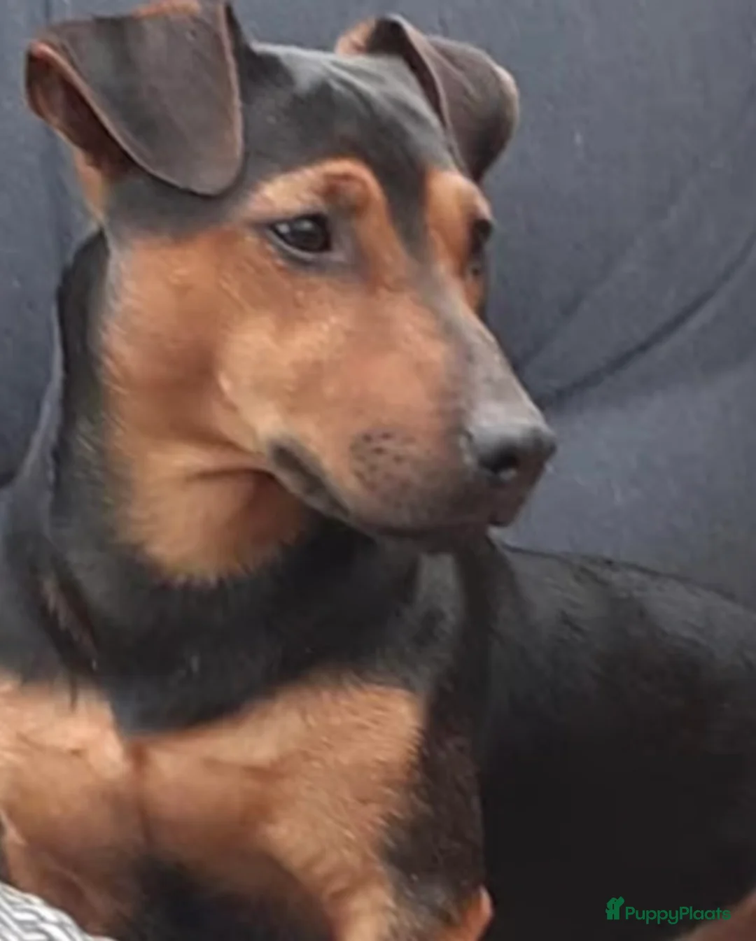 Jack Russel Terriër honden te koop: *** Jack Russel Pups *** in Oud-Beijerland - Advertentie 4