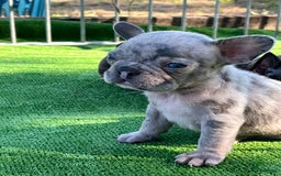 Franse Bulldog honden te koop: Franse Bulldog pups in huis opgevoed  - Afbeelding 3