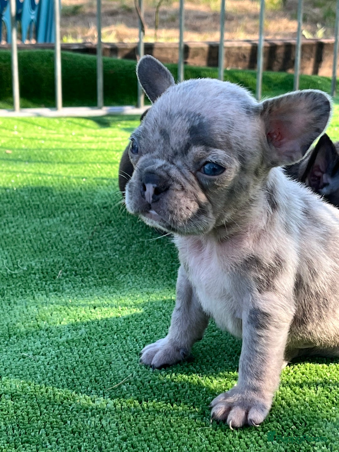 Franse Bulldog honden te koop: Franse Bulldog pups in huis opgevoed  - Afbeelding 3