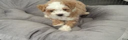 Maltipoo honden te koop: Maltipoo pups  - Advertentie 6