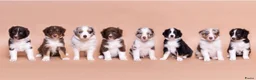 Australian Shepherd honden te koop: Australian shepherd pups ( nog 3 beschikbaar  - Advertentie 8