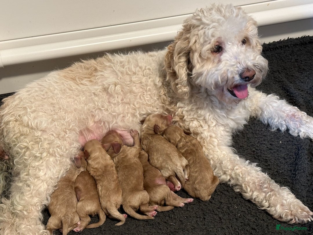 Australian Labradoodle honden te koop: 🎀 Prachtig Australian labradoodle teefje 🎀 - Advertentie 5