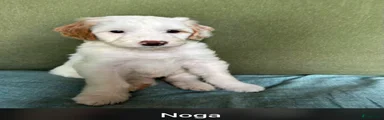 Noga
