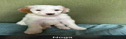Labradoodle honden te koop: Labradoodle / 'Dubbel Doodle' pups geboren! - Advertentie 32