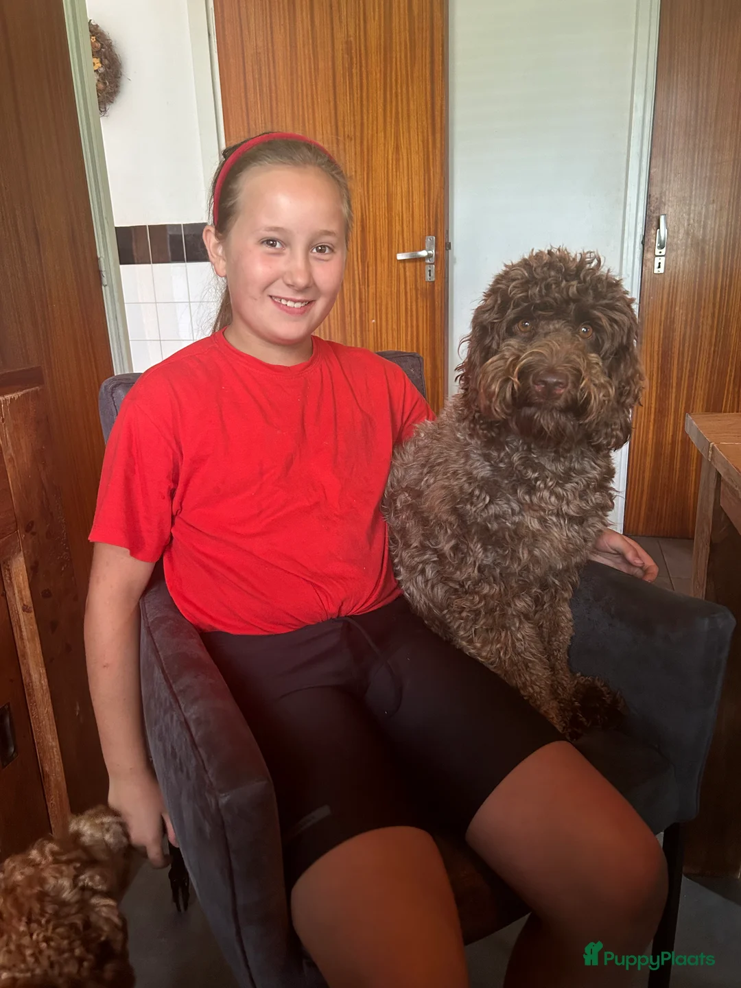 Australian Labradoodle honden te koop: Medium Australian Labradoodle pup nestaankondiging - Advertentie 3