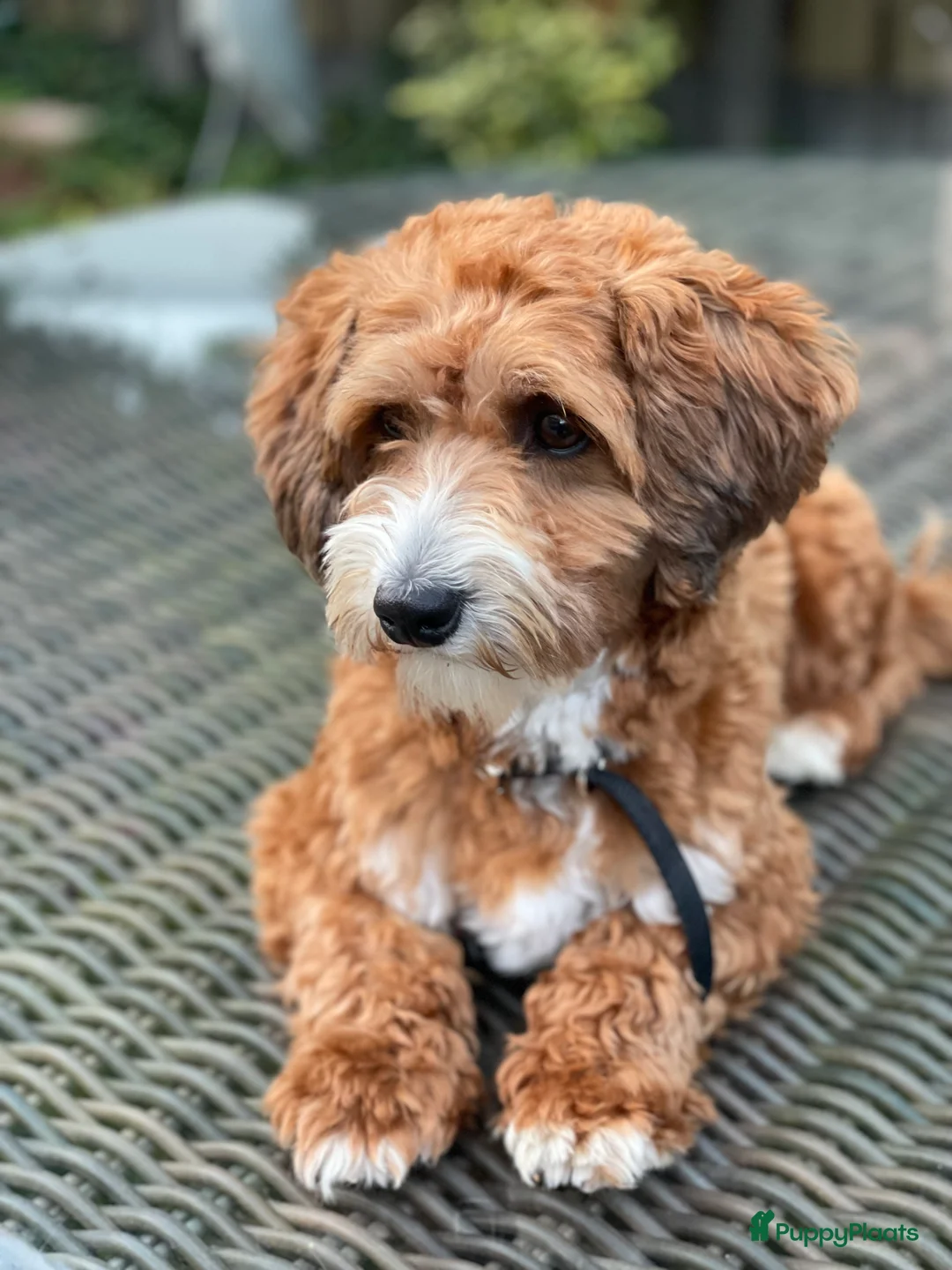 Maltipoo honden ter dekking: Maltipoo dekreutje sjefke - Advertentie 10