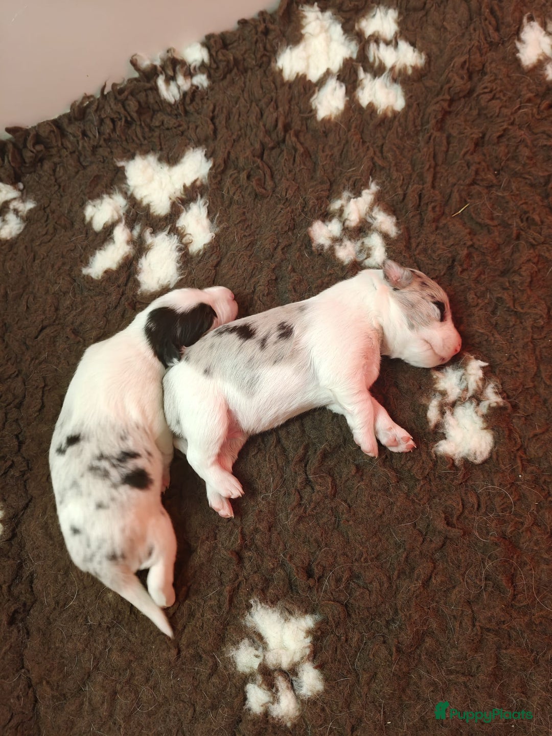 Border Collie honden te koop: Prachtig nestje blue merle bordercollie pups - Advertentie 6