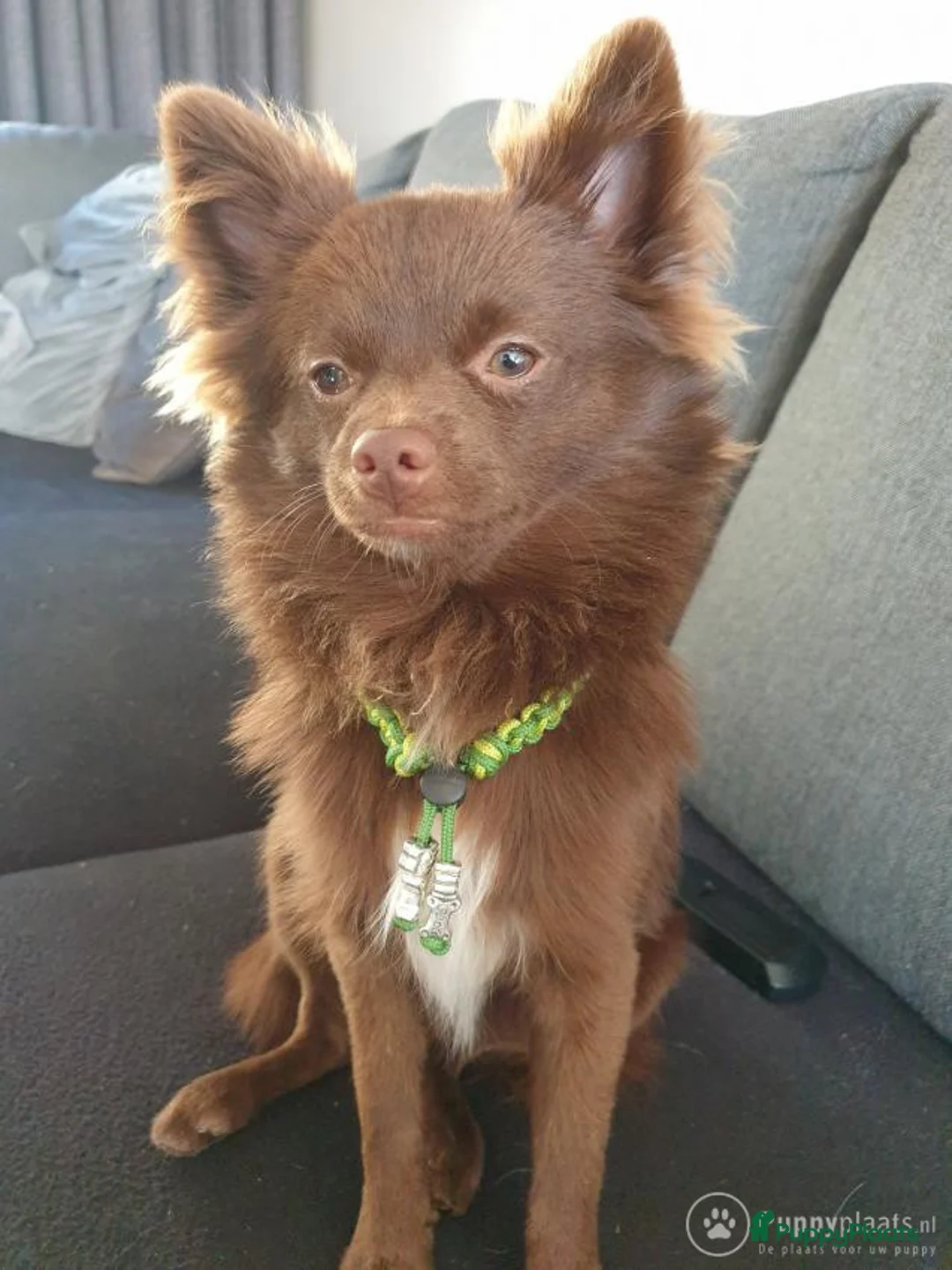 Pomeriaan honden ter dekking: Dekreu dwergkees pomeriaan eldzame kleur donker bruin ( niet te koop ) in Geertruidenberg - Advertentie 1