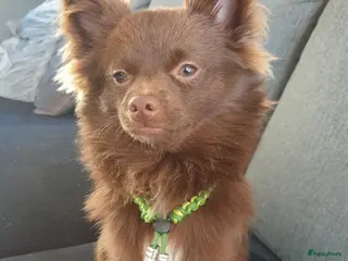 Pomeriaan honden Dekreu dwergkees pomeriaan eldzame kleur donker bruin ( niet te koop ) in Geertruidenberg - Advertentie 18