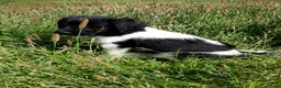 Friese Stabij honden te koop: Mooi getekende Friese Stabij pups(reutjes) - Advertentie 11