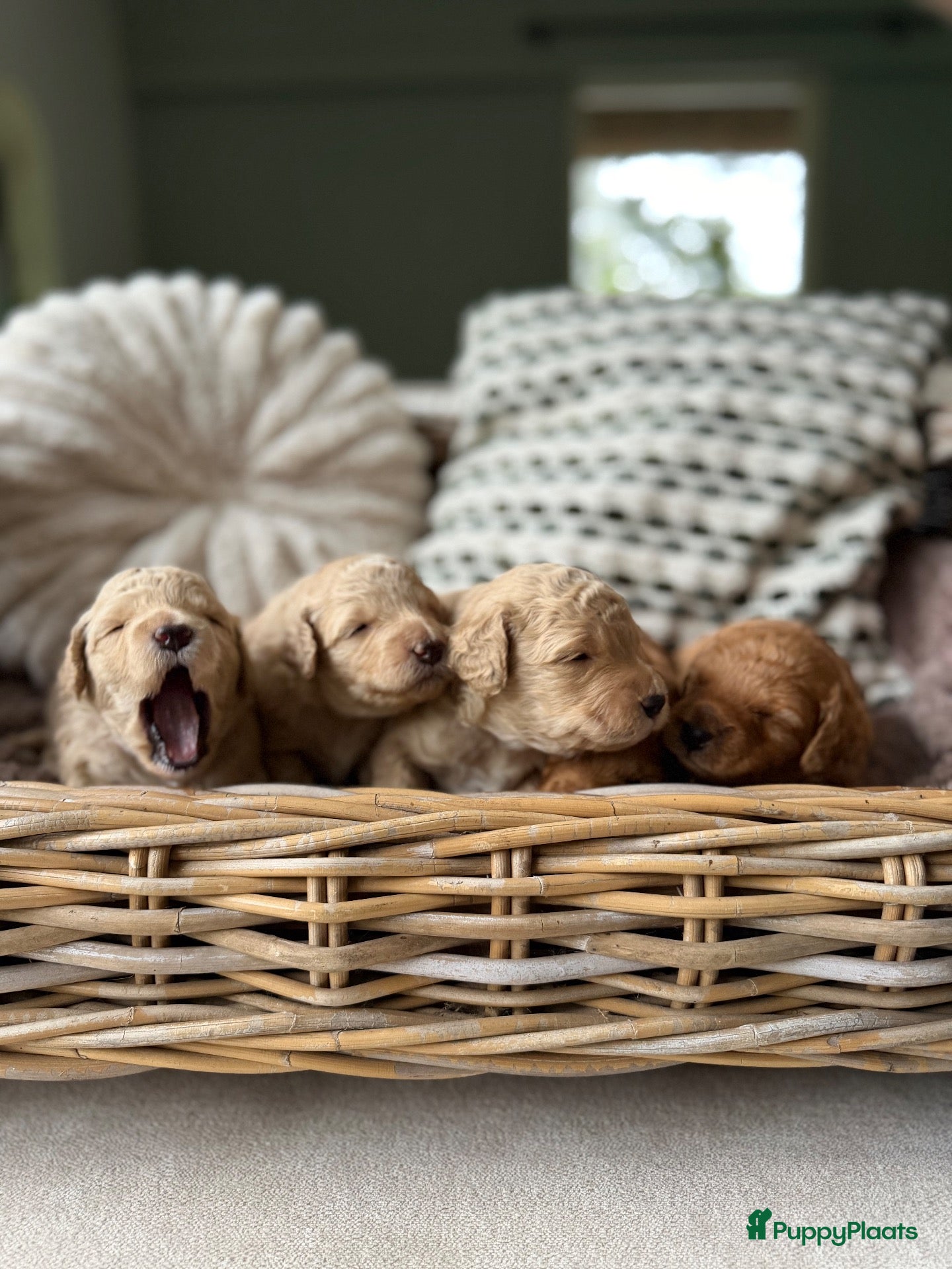 Labradoodle honden Mini Labradoodle  - Advertentie 1
