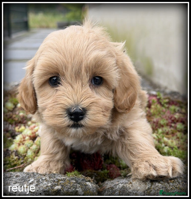 Maltipoo honden Maltipoo F1b pups - Advertentie 2