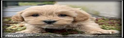 Maltipoo honden te koop: Maltipoo F1b pups - Advertentie 7