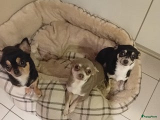 Chihuahua honden Kortharige Chihuahuapups - Advertentie 4