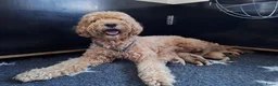 Australian Labradoodle honden te koop: Labradoodle pups verwachtte grootte 44 cm in Rijssen - Advertentie 4