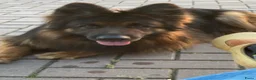 Duitse Herder honden te koop: Langharige Duitse herder puppy’s met rechter rug.  - Advertentie 16