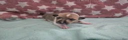 Schotse Herdershond korthaar honden te koop: Schotse herdershond korthaar  - Advertentie 3