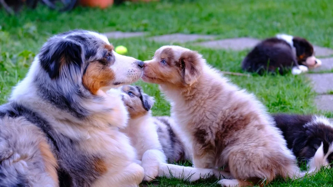 Australian Shepherd honden te koop: 🐾 Australian Shepherd pups, Super sociaal 🌸 - Advertentie 2
