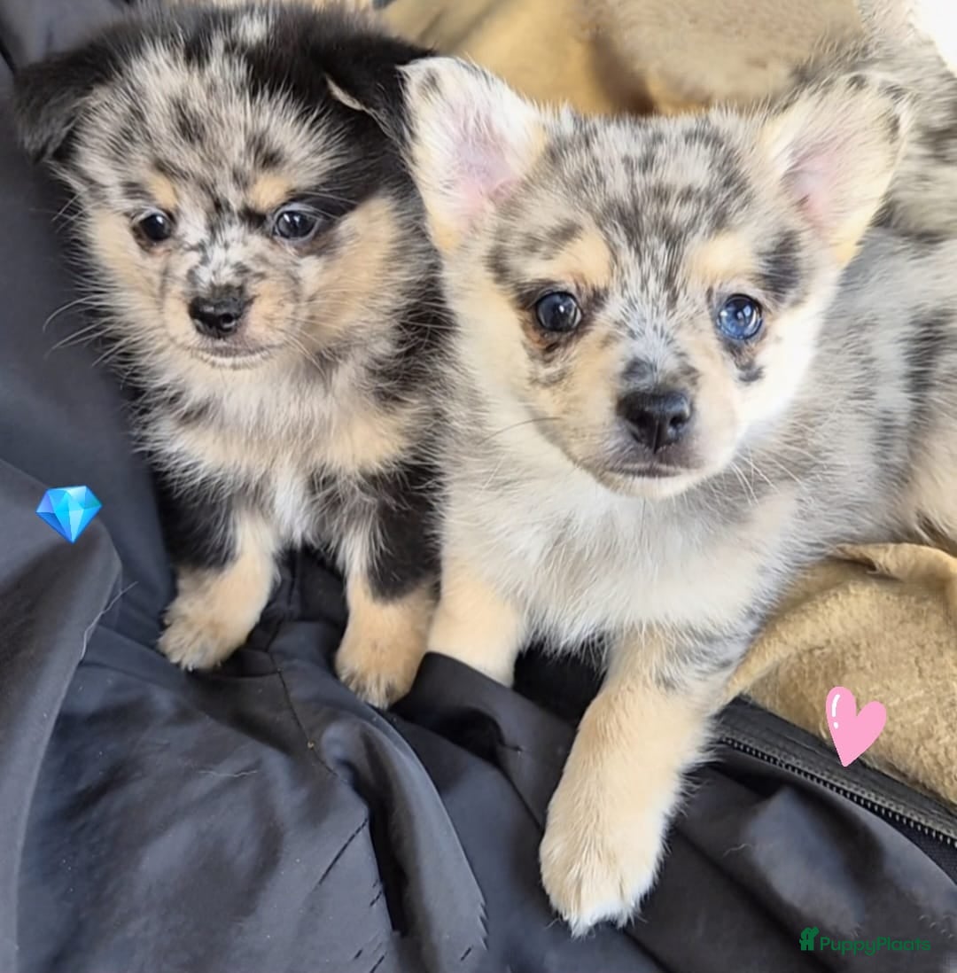 Pomchi honden SUPERSCHATTIGE POMCHI KNUFFELBEERTJES❤️ZIE FOTO'S  - Advertentie 5