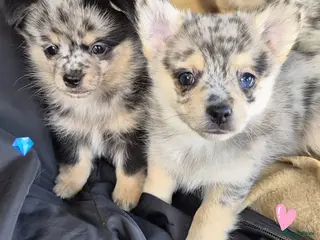 Pomchi honden SUPERSCHATTIGE POMCHI KNUFFELBEERTJES❤️ZIE FOTO'S - Advertentie 3