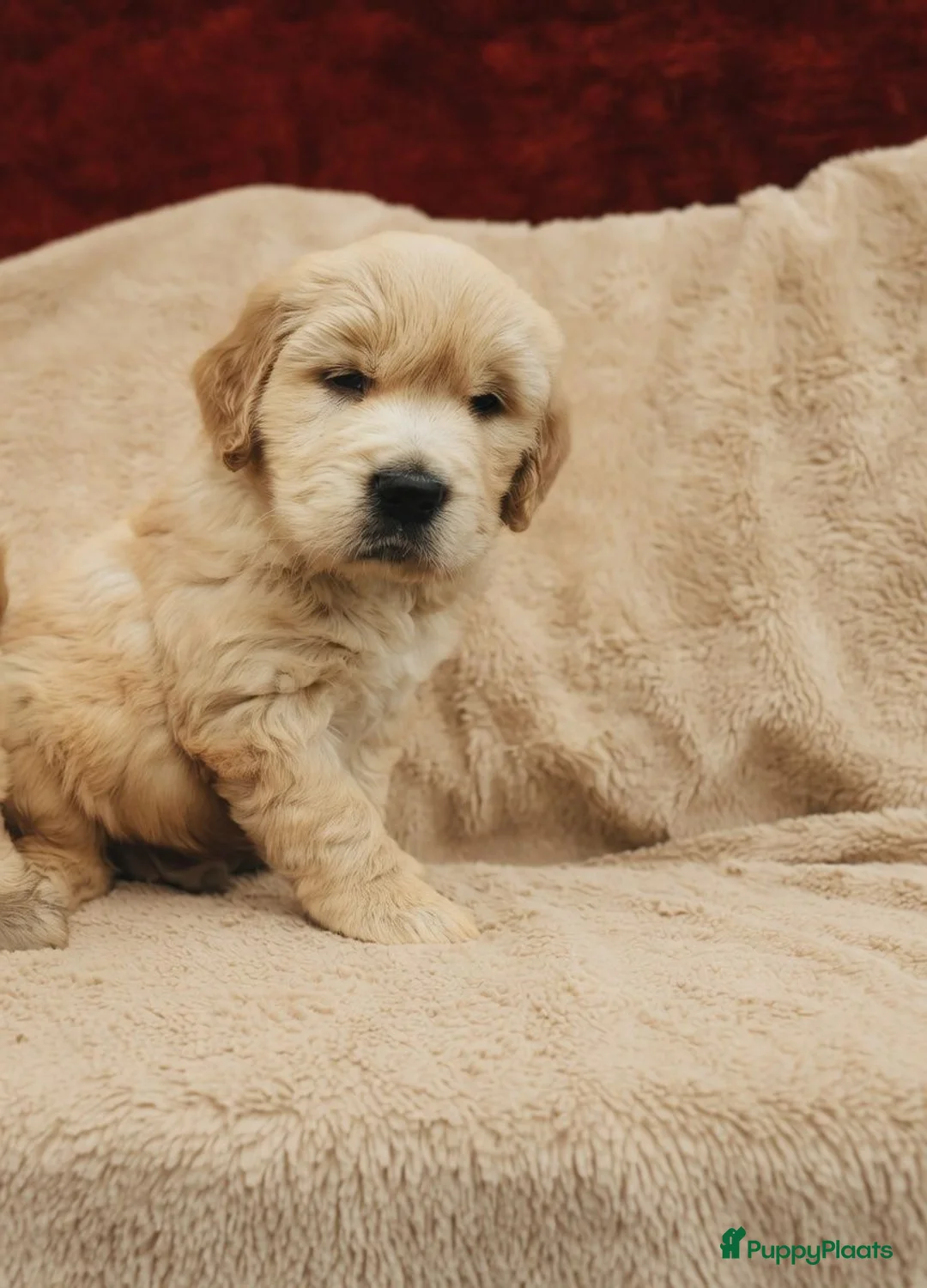 Golden Retriever honden te koop: Golden Retriever pups - Advertentie 2