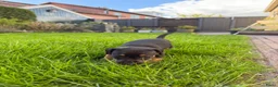 Jack Russel Terriër honden te koop: Prachtige Black & Tan Jack Russell pups in Sumar - Advertentie 10
