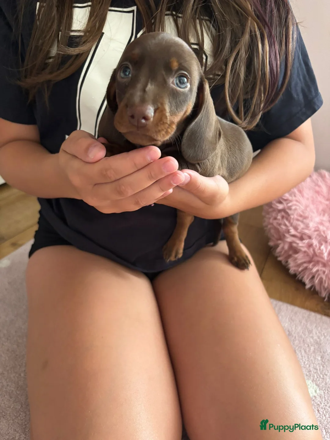 Teckel (korthaar)  honden te koop: Teckel pups (chocoladekleur) - Advertentie 3