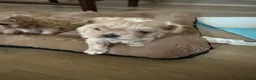 Maltipoo honden te koop: Prachtig crème gemêleerde Maltipooe F1 reutjes - Advertentie 10