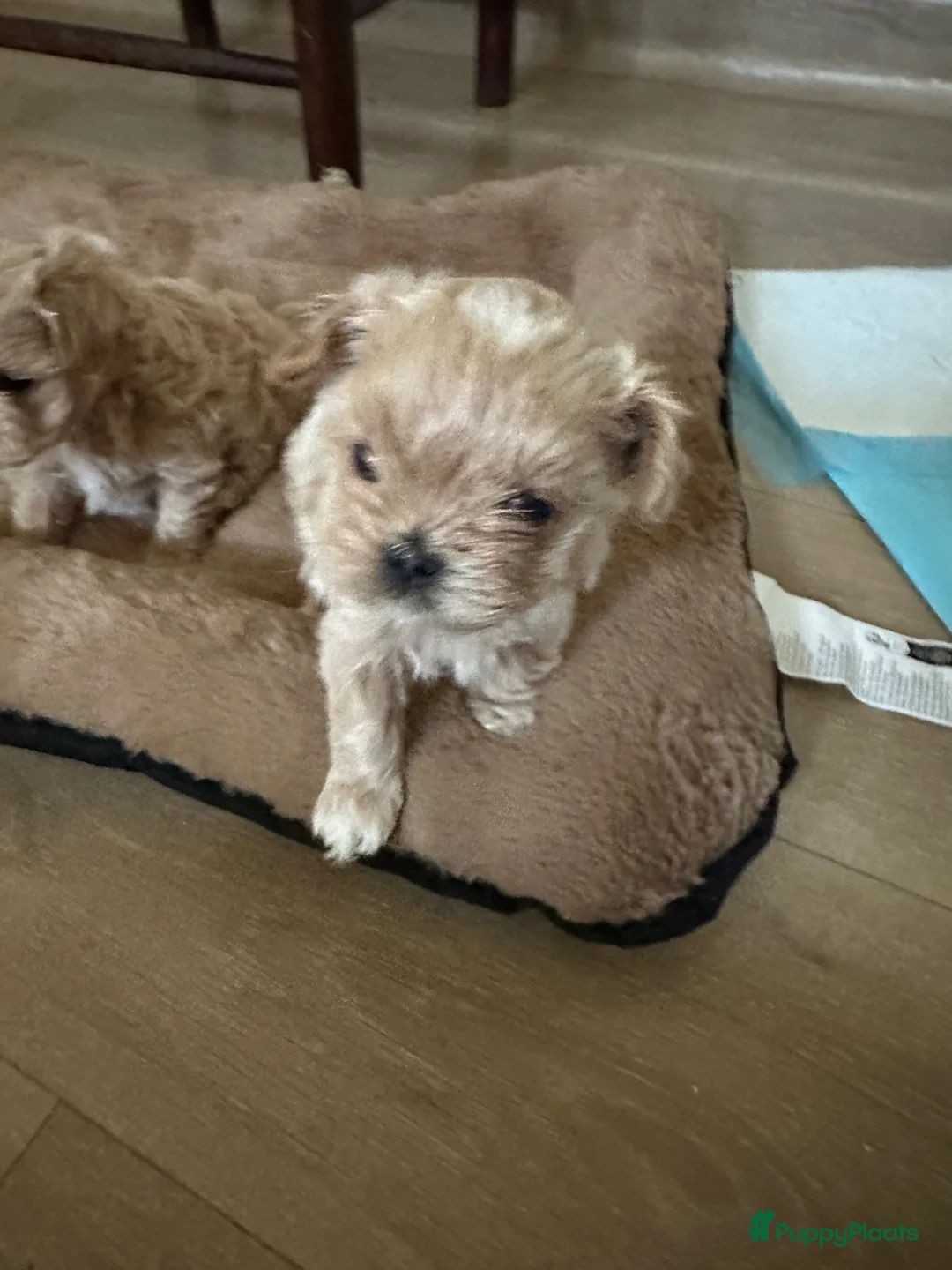 Maltipoo honden te koop: Prachtig crème gemêleerde Maltipooe F1 reutjes - Advertentie 10