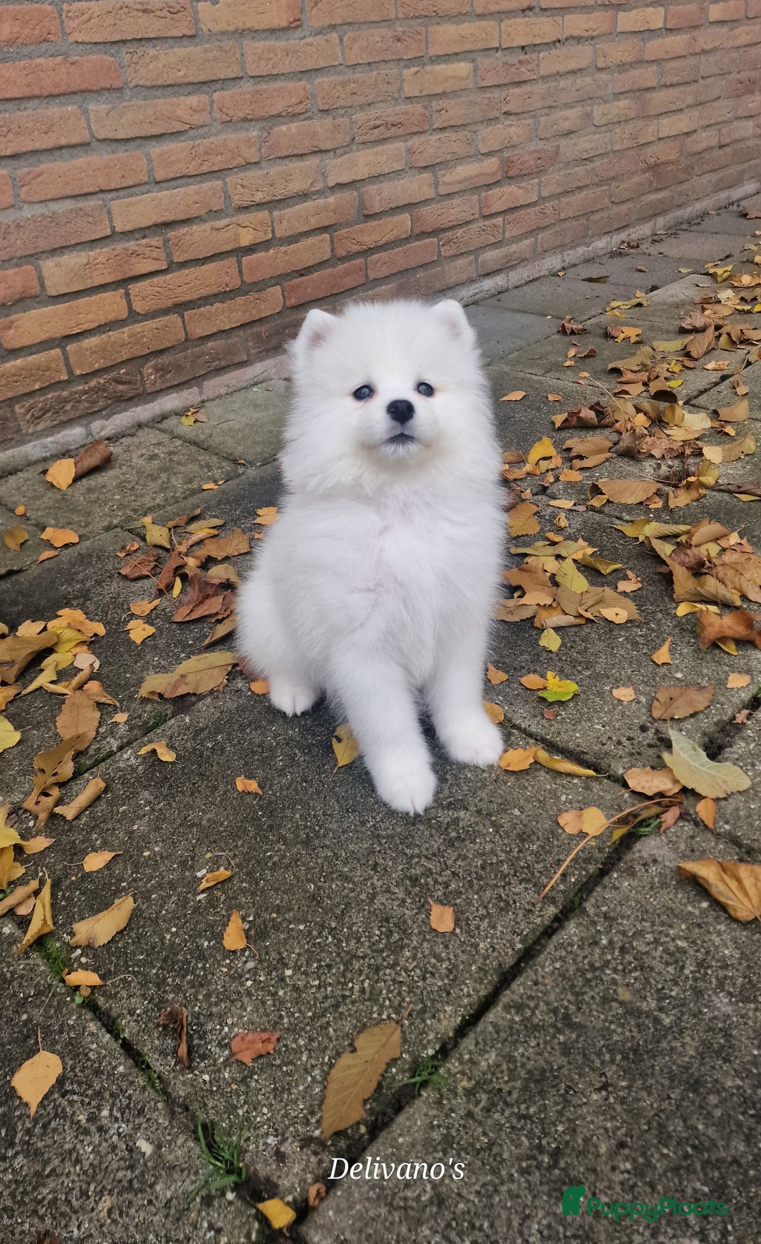 Samojeed honden te koop: Lief Samojeed meisje beschikbaar  - Advertentie 11