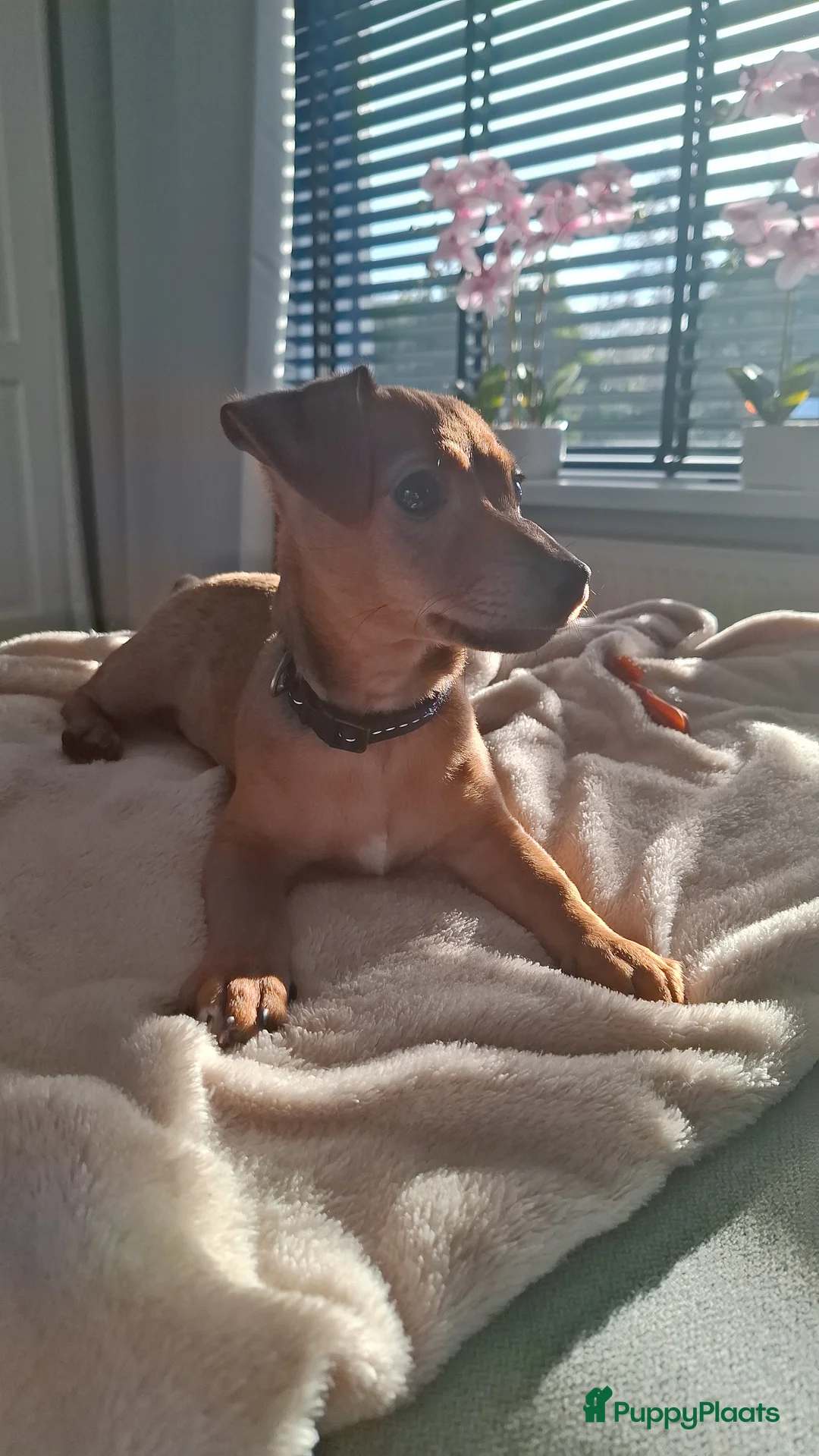 Kruising honden te koop: Lieve Jack Russell pup van 4 maand - Advertentie 7