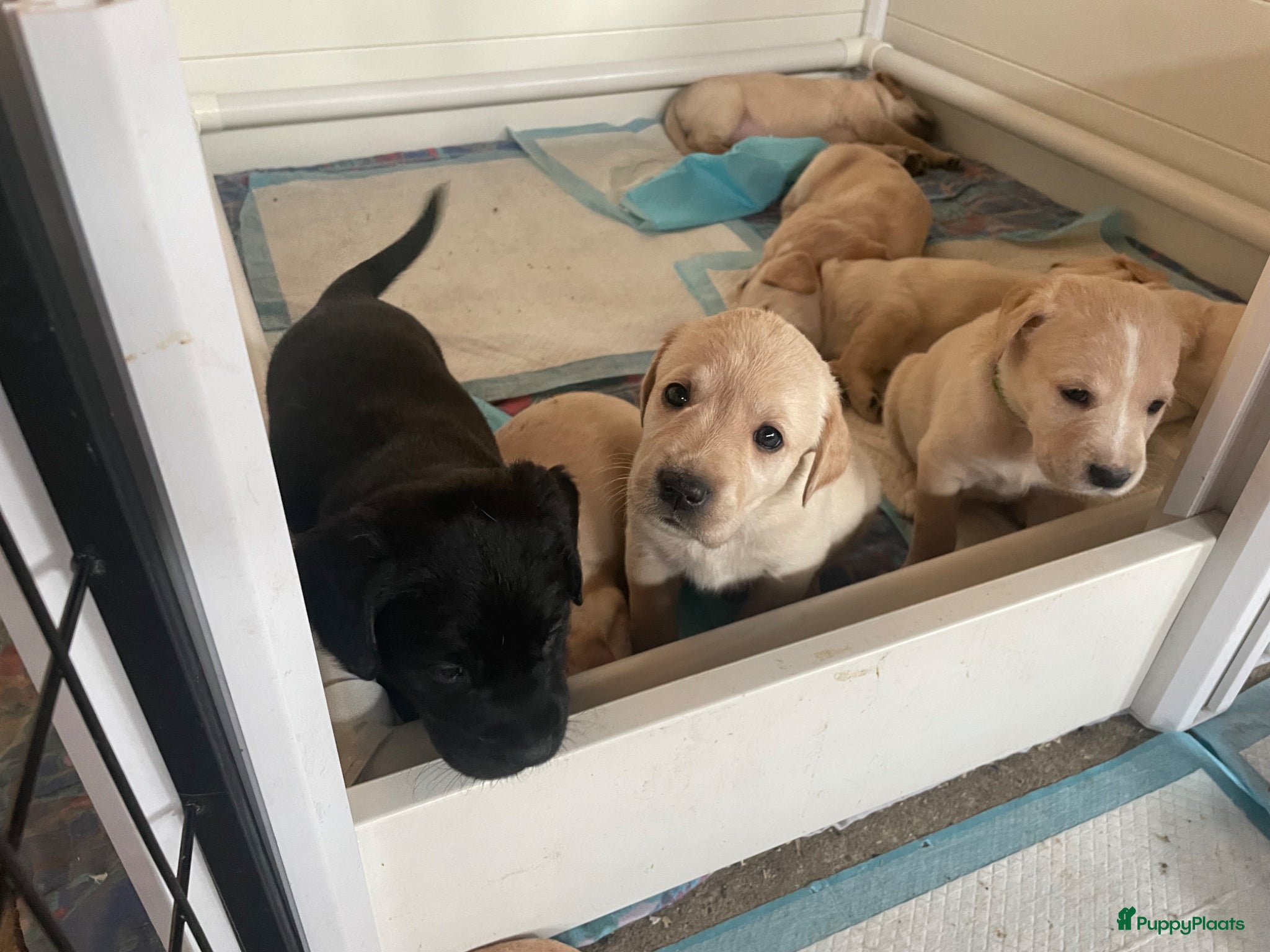 Kruising honden Puppy’s golden retriever/borador - Advertentie 6