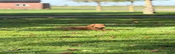 Kruising honden te koop: Nova Scotia Duck Tolling Retriever pups - Advertentie 8