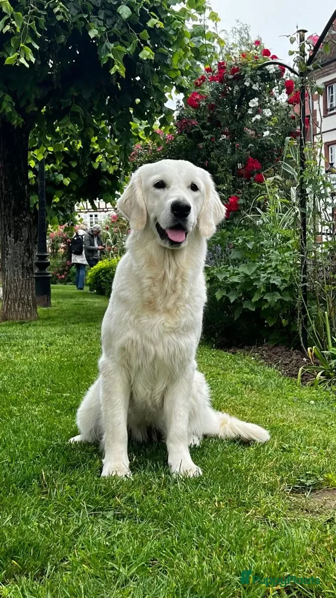 Golden Retriever honden Een 3-jarige Golden Retriever-teef. - Advertentie 1