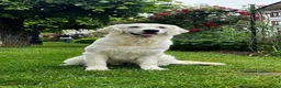 Golden Retriever honden te koop: Een 3-jarige Golden Retriever-teef. - Advertentie 1