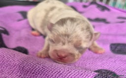 Chihuahua honden te koop: Mooi Lavendel Merle chihuahua reu - Afbeelding 2