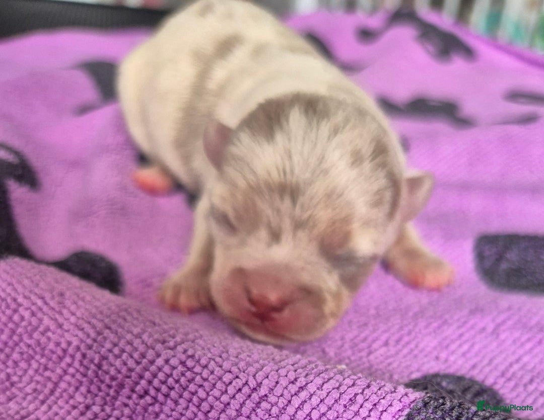 Chihuahua honden te koop: Mooi Lavendel Merle chihuahua reu - Afbeelding 2